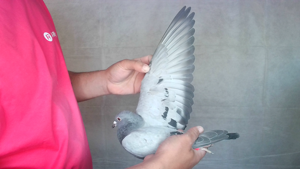 Pigeon image