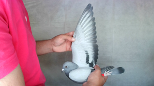 Pigeon image