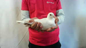 Pigeon image