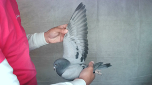 Pigeon image
