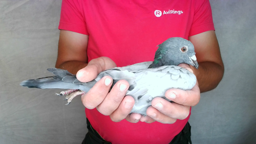 Pigeon image