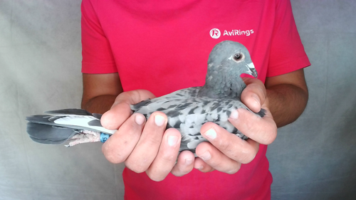 Pigeon image