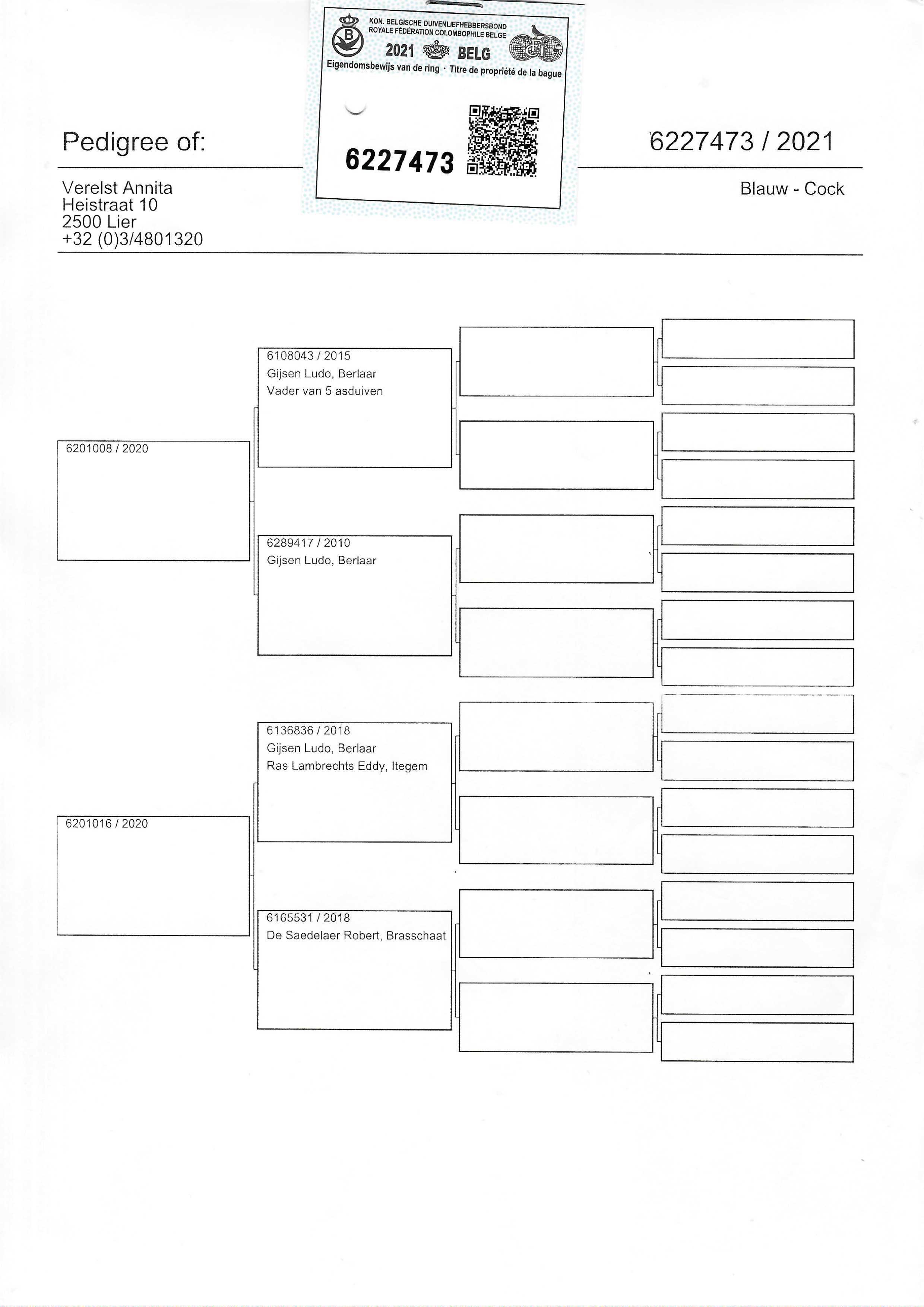 Pigeon pedigree image