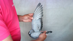 Pigeon image