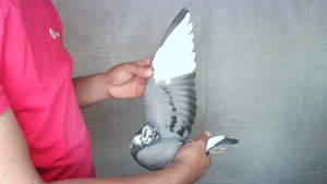 Pigeon image