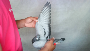 Pigeon image