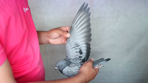 Pigeon image