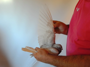 Pigeon image