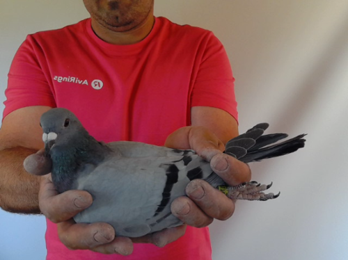 Pigeon image
