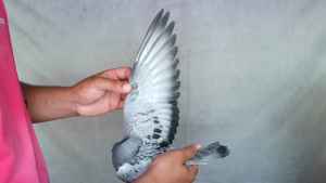 Pigeon image
