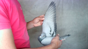 Pigeon image