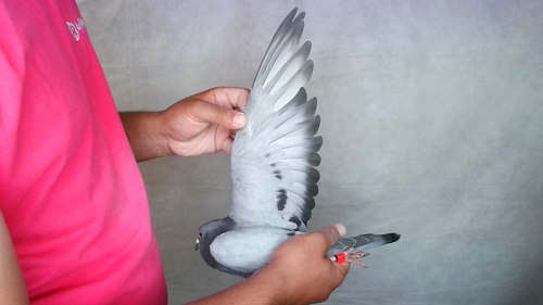 Pigeon image