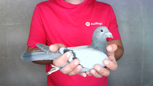 Pigeon image