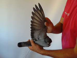 Pigeon image