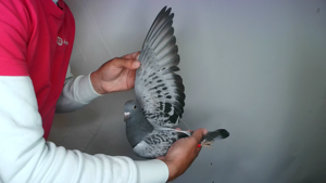 Pigeon image