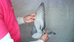 Pigeon image