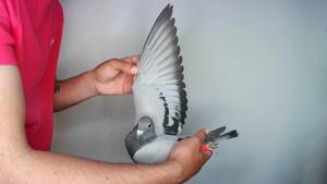 Pigeon image
