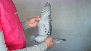 Pigeon image