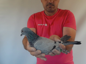 Pigeon image