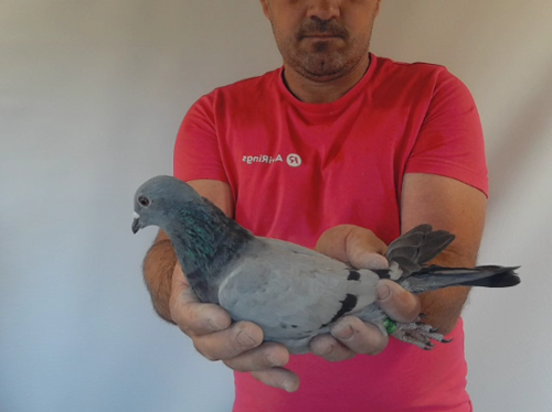 Pigeon image