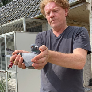Pigeon image