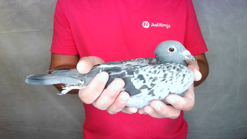 Pigeon image