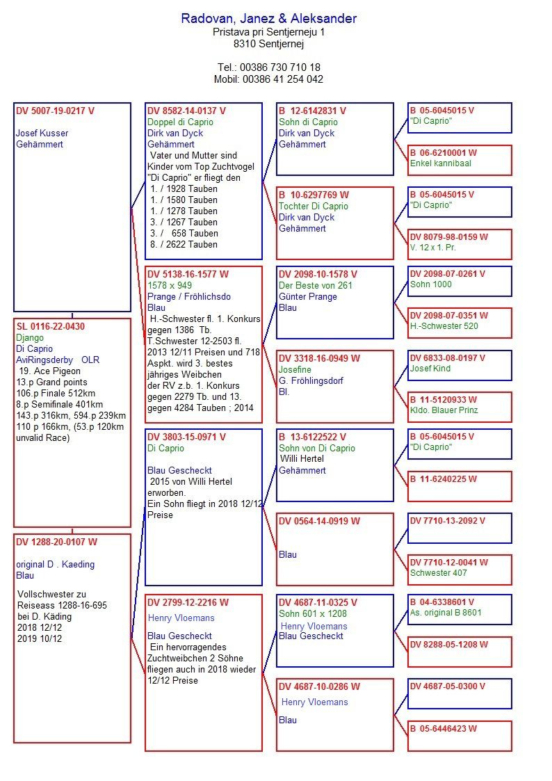 Pigeon pedigree image