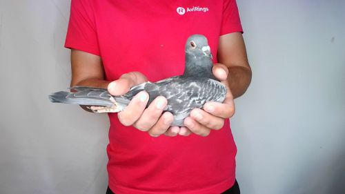 Pigeon image