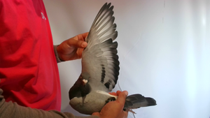 Pigeon image