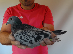 Pigeon image