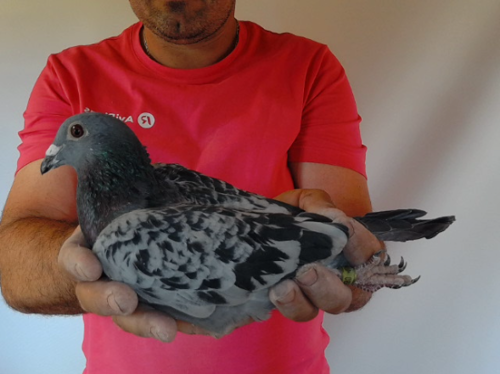 Pigeon image