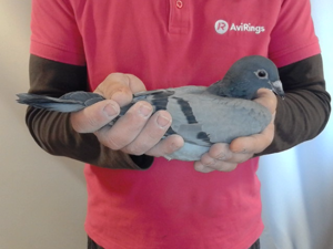 Pigeon image