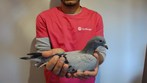 Pigeon image