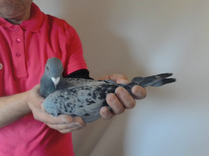 Pigeon image