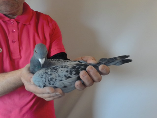 Pigeon image