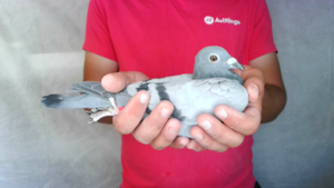 Pigeon image