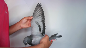 Pigeon image