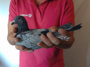 Pigeon image