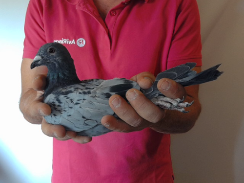 Pigeon image