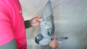 Pigeon image