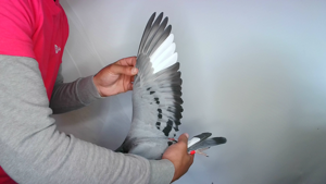 Pigeon image
