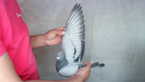 Pigeon image