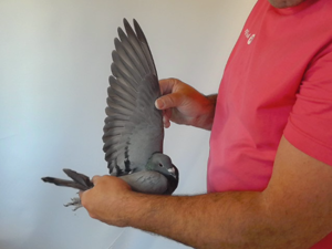 Pigeon image