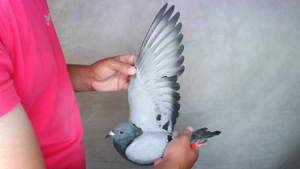 Pigeon image