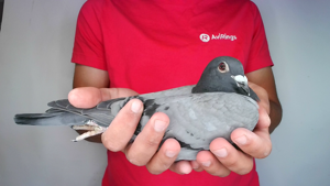 Pigeon image