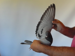 Pigeon image