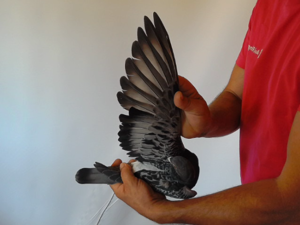 Pigeon image
