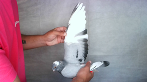 Pigeon image