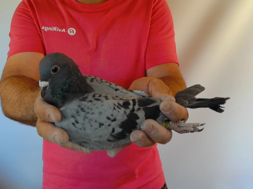 Pigeon image