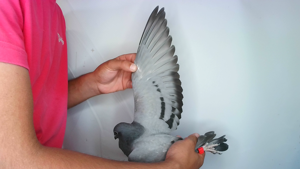 Pigeon image